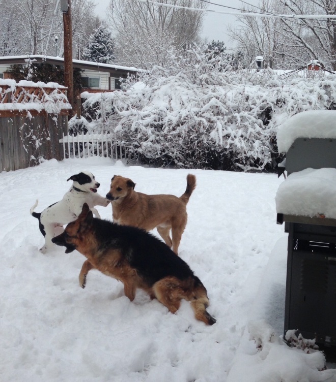 Rommy, Roscoe & Monty in the snow